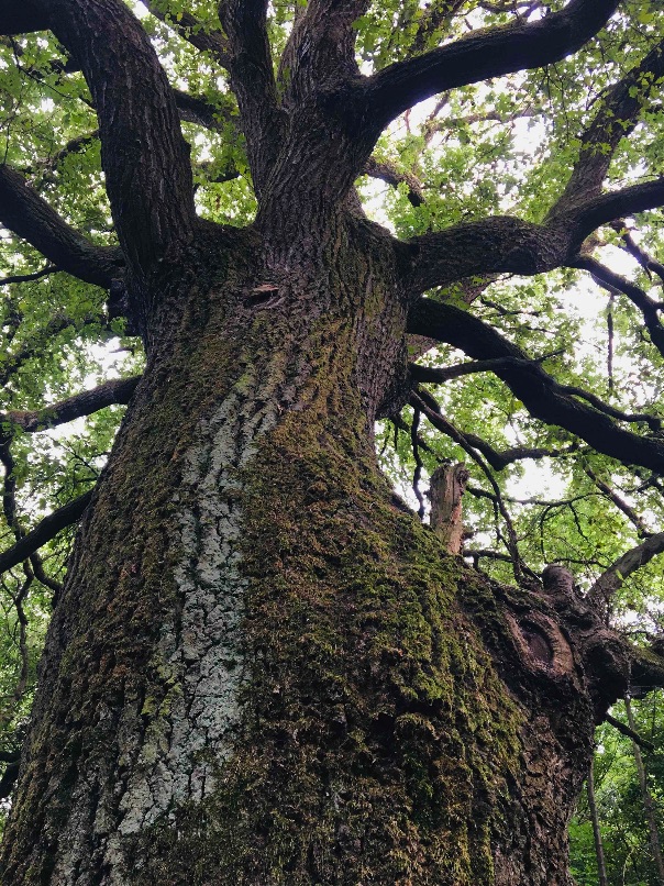 alter knorriger baum